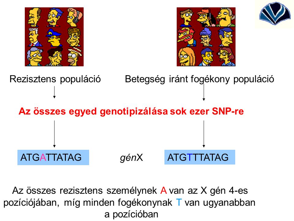 Az összes egyed genotipizálása sok ezer SNP-re