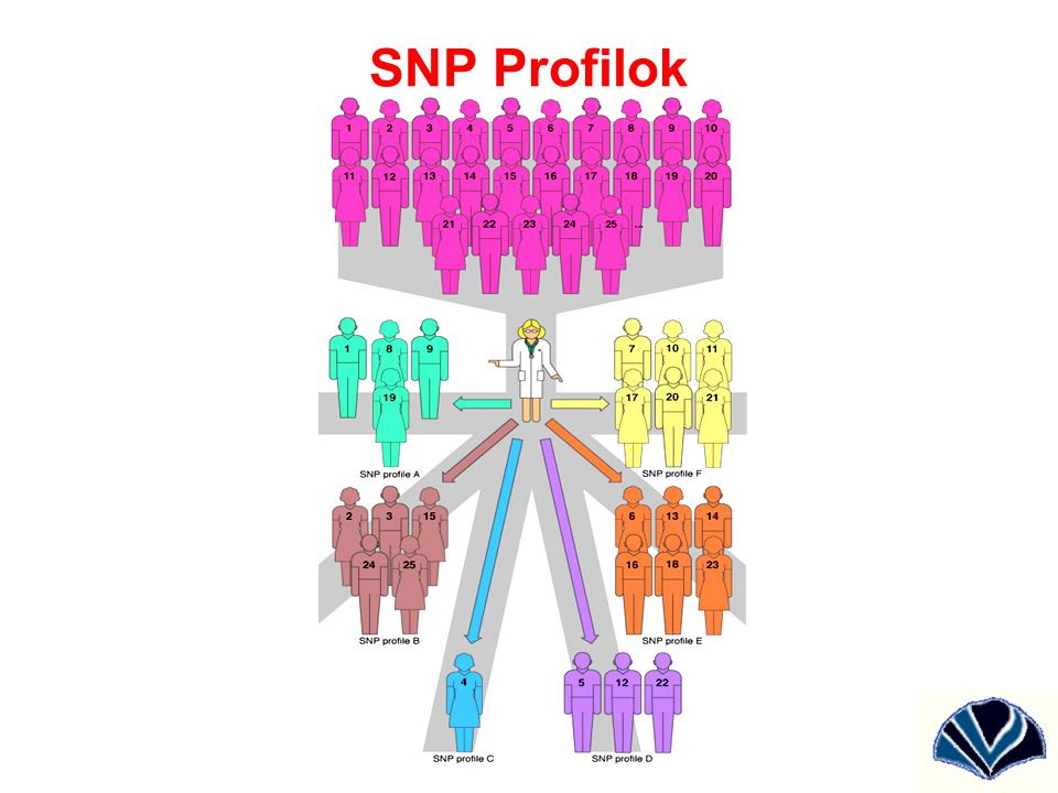 SNP Profilok