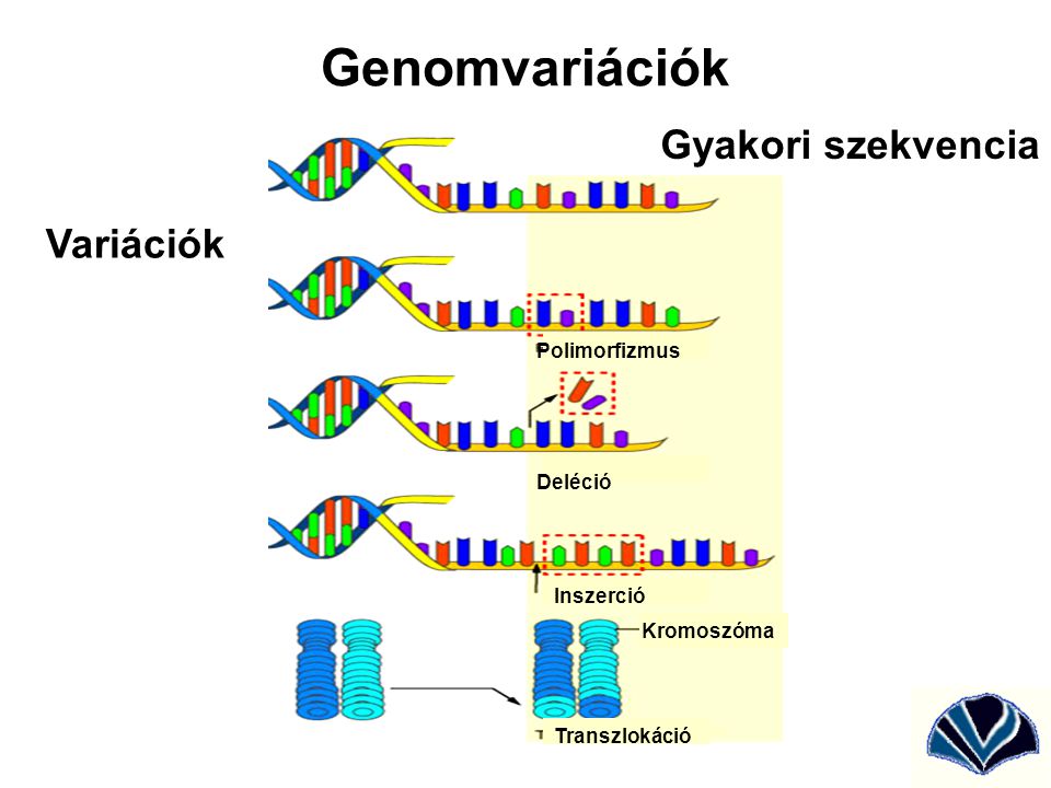 Genomvariációk Gyakori szekvencia Variációk Polimorfizmus Deléció