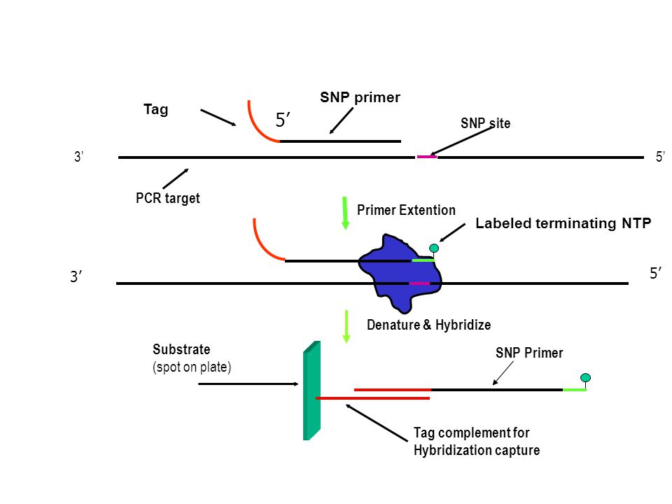 5’ Tag SNP primer SNP site 3’ 5’ PCR target Primer Extention