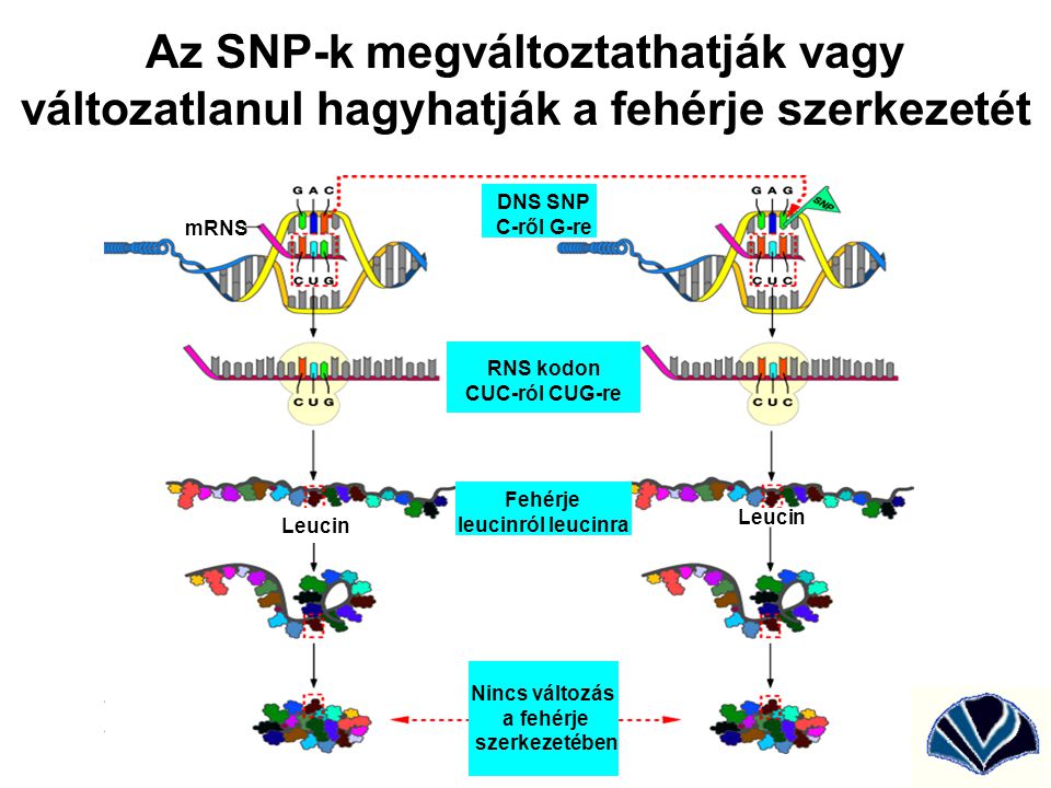 Az SNP-k megváltoztathatják vagy változatlanul hagyhatják a fehérje szerkezetét