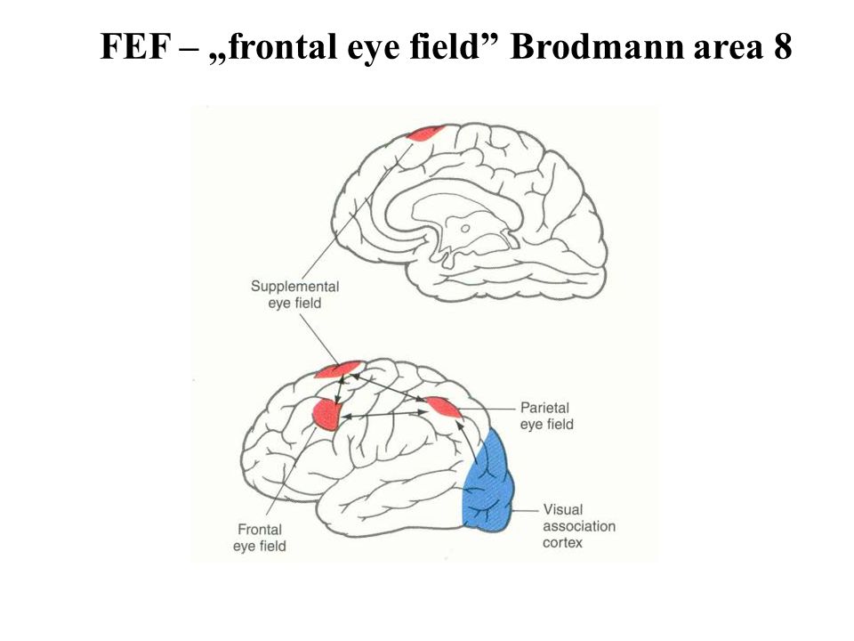 FEF – „frontal eye field Brodmann area 8