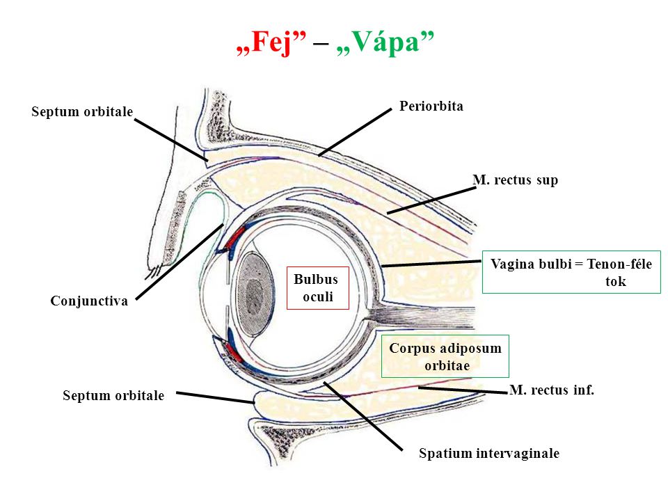 Vagina bulbi = Tenon-féle Spatium intervaginale
