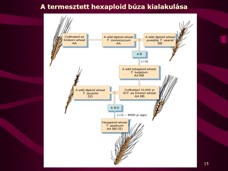 A termesztett hexaploid búza kialakulása