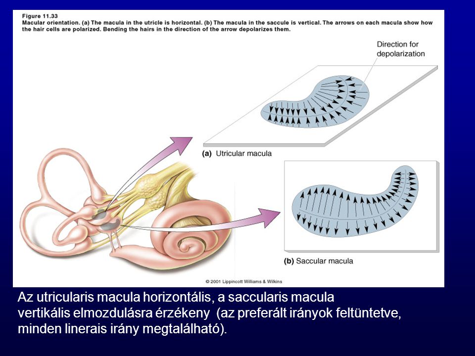 Az utricularis macula horizontális, a saccularis macula