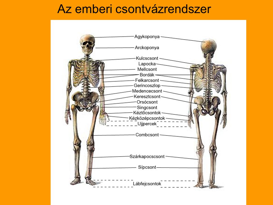 Az emberi csontvázrendszer