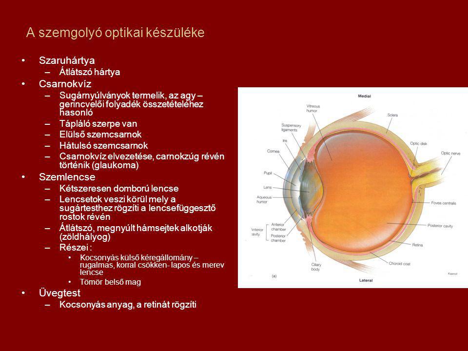 A szemgolyó optikai készüléke