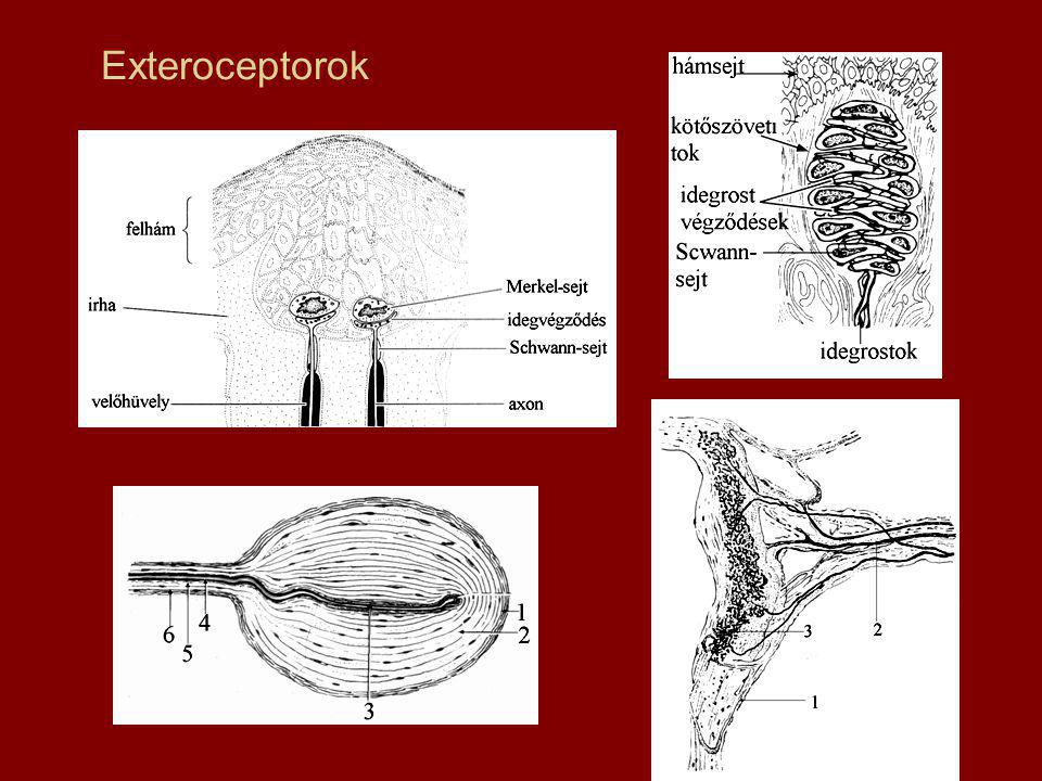 Exteroceptorok