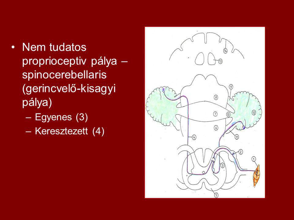 Nem tudatos proprioceptiv pálya –spinocerebellaris (gerincvelő-kisagyi pálya)