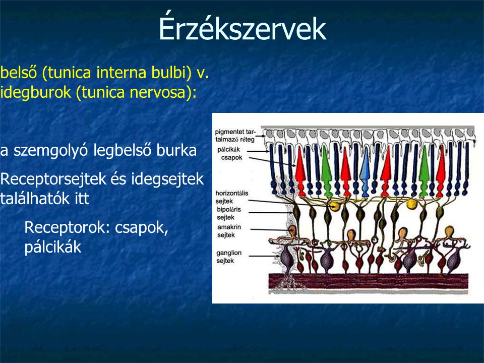 Érzékszervek belső (tunica interna bulbi) v. idegburok (tunica nervosa): a szemgolyó legbelső burka.