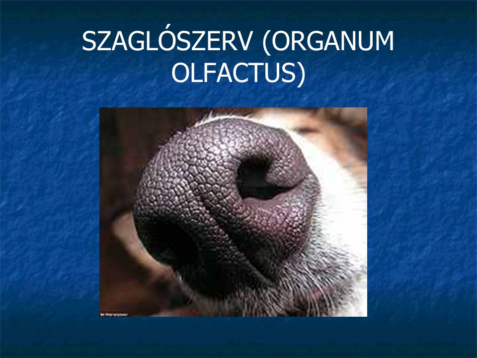 SZAGLÓSZERV (ORGANUM OLFACTUS)