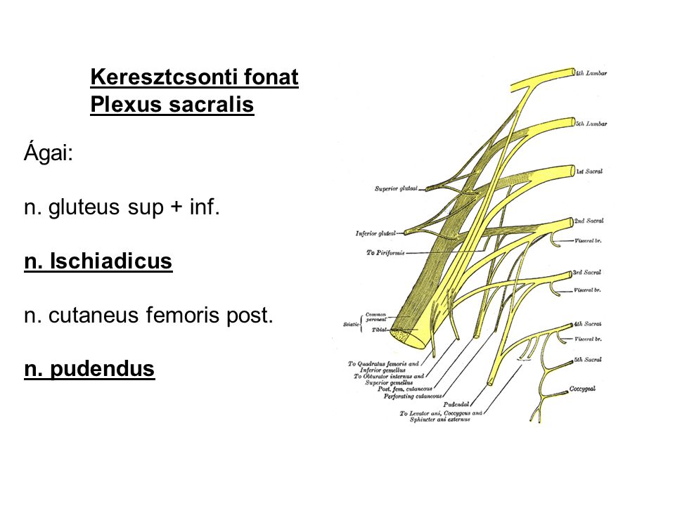 Keresztcsonti fonat Plexus sacralis. Ágai: n. gluteus sup + inf. n. Ischiadicus. n. cutaneus femoris post.