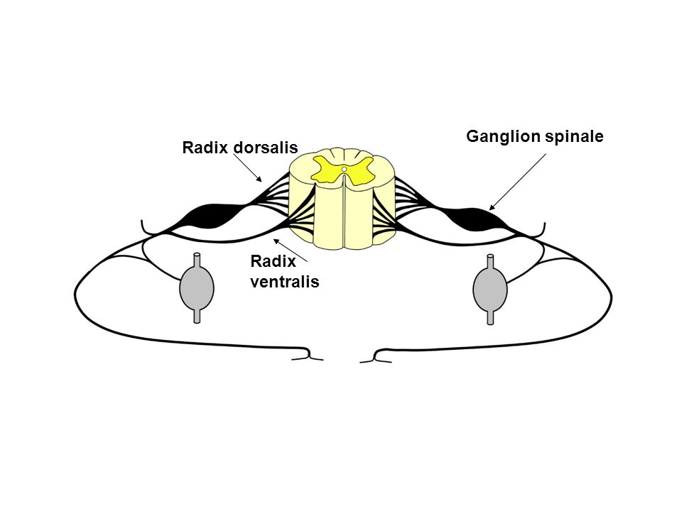 Ganglion spinale Radix dorsalis Radix ventralis
