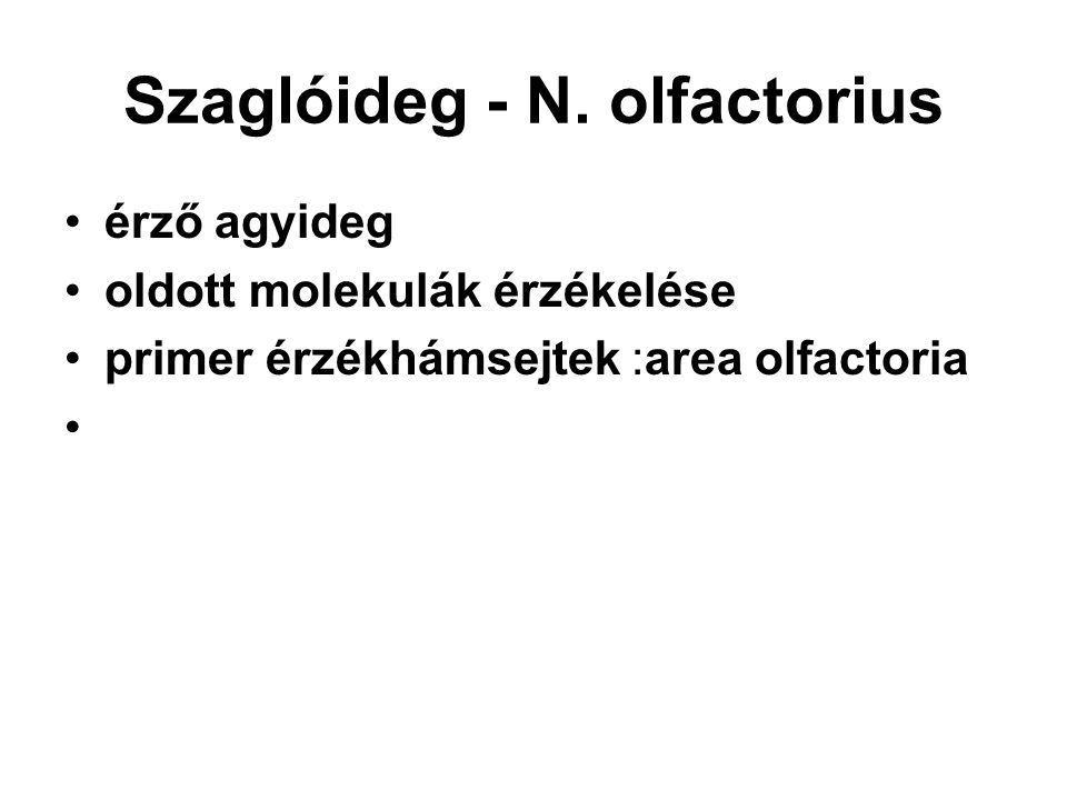 Szaglóideg - N. olfactorius
