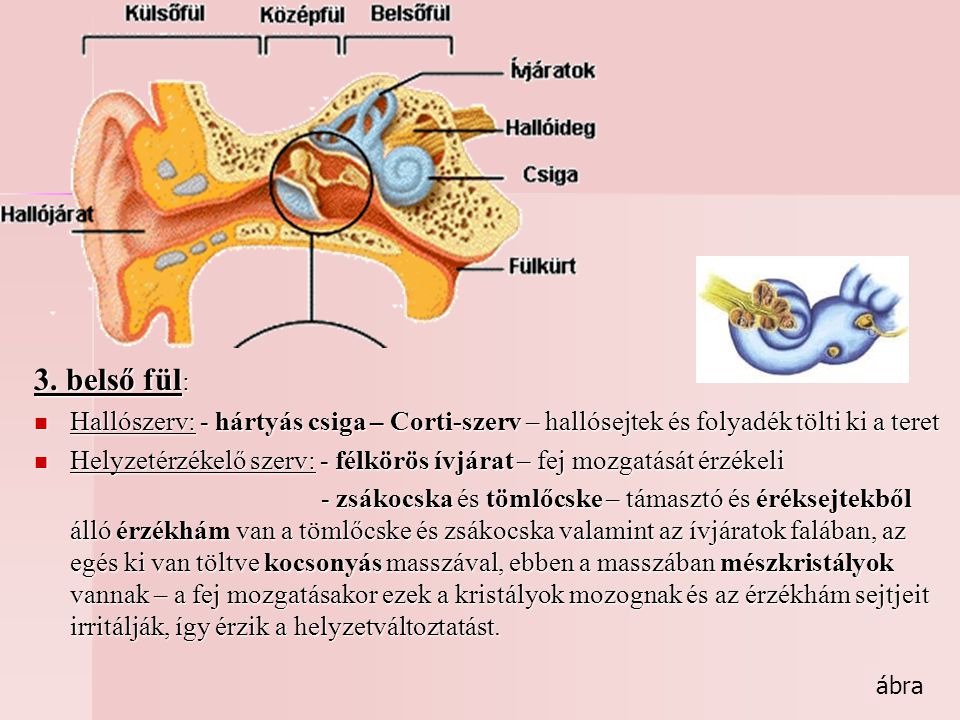 3. belső fül: Hallószerv: - hártyás csiga – Corti-szerv – hallósejtek és folyadék tölti ki a teret.