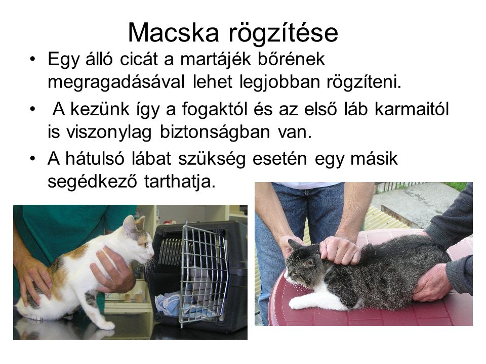 Macska rögzítése Egy álló cicát a martájék bőrének megragadásával lehet legjobban rögzíteni.