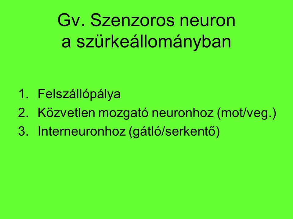 Gv. Szenzoros neuron a szürkeállományban