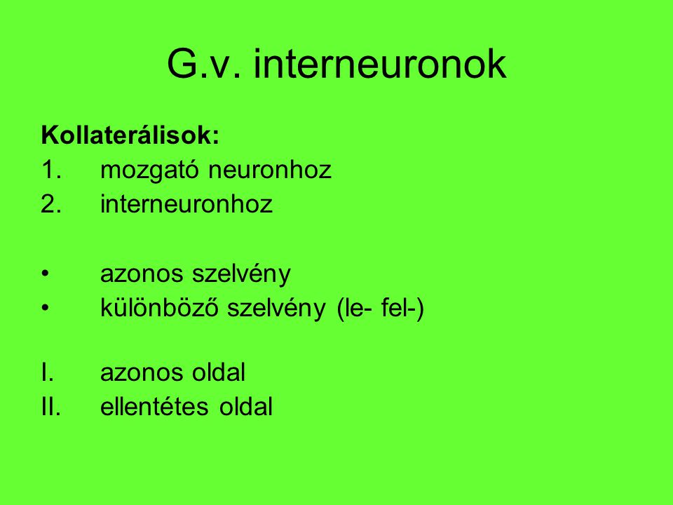 G.v. interneuronok Kollaterálisok: mozgató neuronhoz interneuronhoz