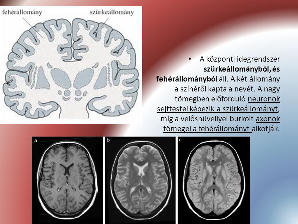 A központi idegrendszer szürkeállományból, és fehérállományból áll