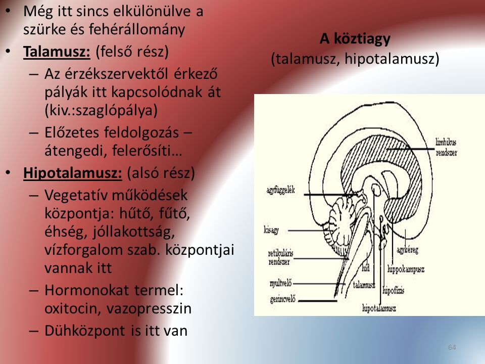 A köztiagy (talamusz, hipotalamusz)