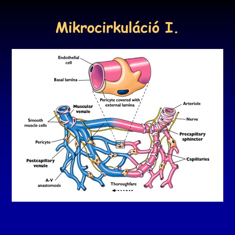 Mikrocirkuláció I. 21_03