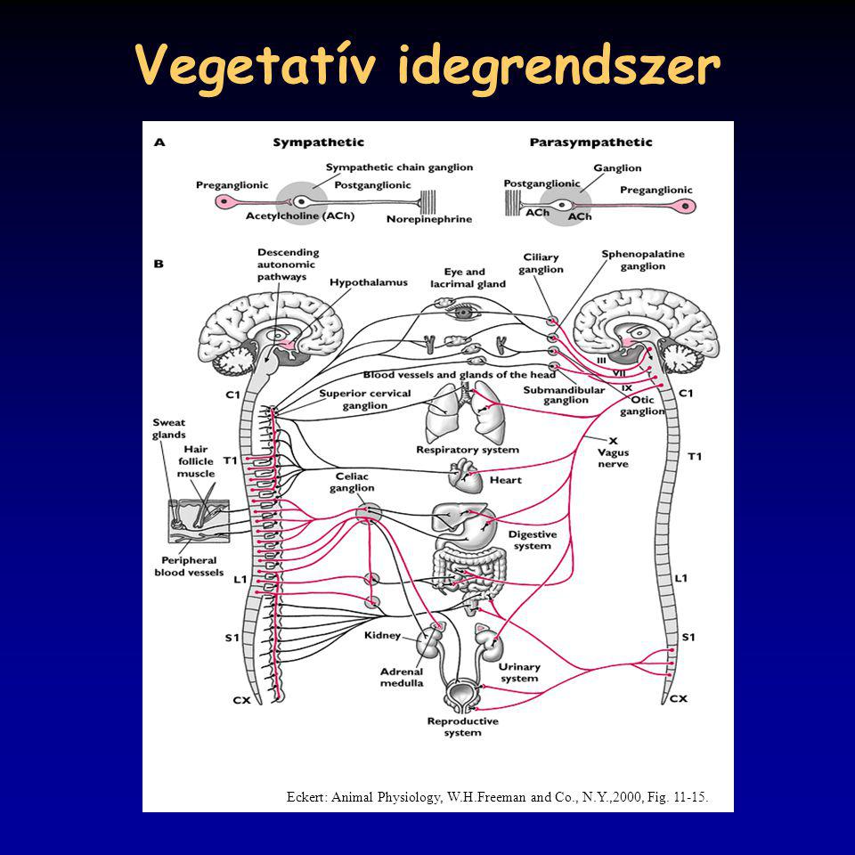 Vegetatív idegrendszer