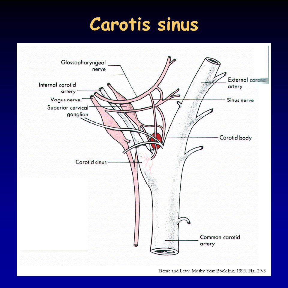 Carotis sinus Berne and Levy, Mosby Year Book Inc, 1993, Fig. 29-8