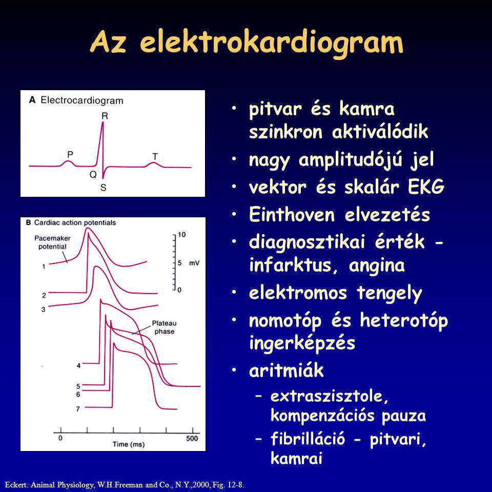Az elektrokardiogram pitvar és kamra szinkron aktiválódik