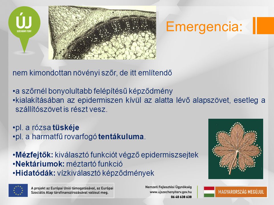 Emergencia: nem kimondottan növényi szőr, de itt említendő