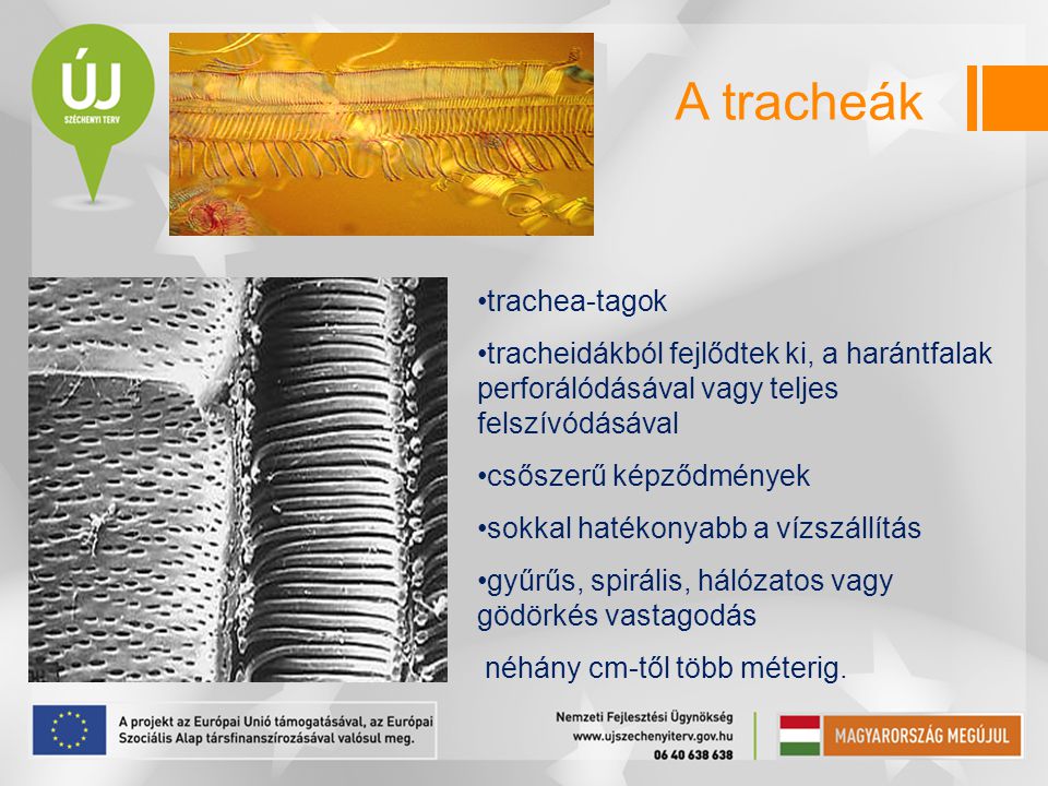 A tracheák trachea-tagok