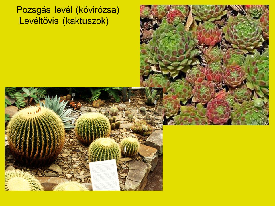 Pozsgás levél (kövirózsa) Levéltövis (kaktuszok)
