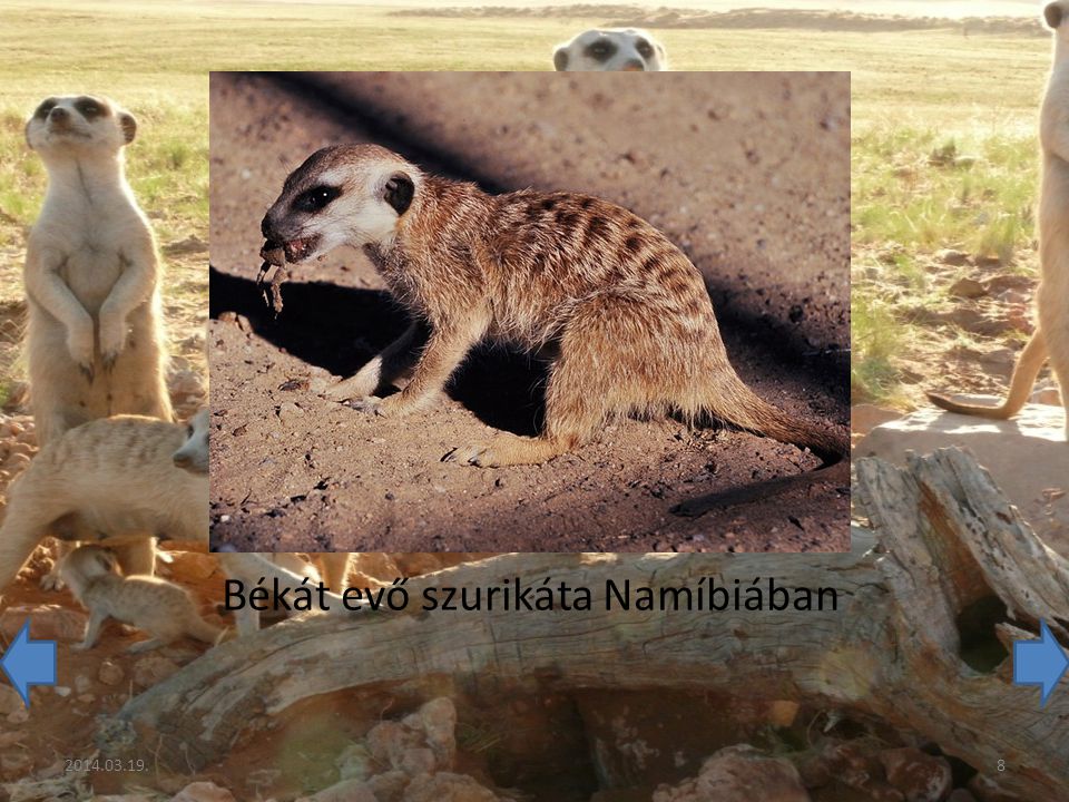 Békát evő szurikáta Namíbiában