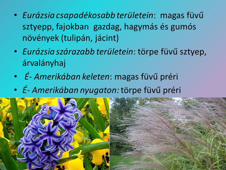Eurázsia csapadékosabb területein: magas füvű sztyepp, fajokban gazdag, hagymás és gumós növények (tulipán, jácint)