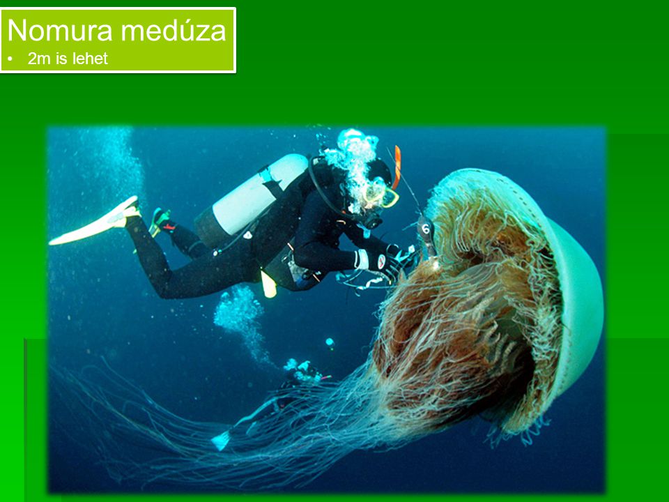 Nomura medúza 2m is lehet