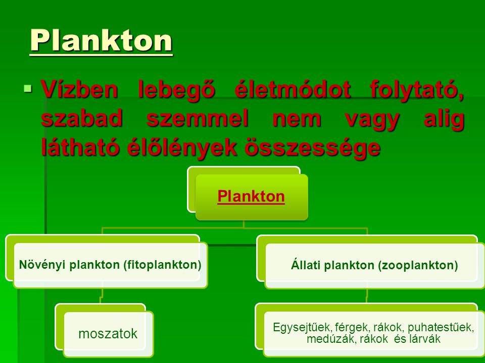 Növényi plankton (fitoplankton) Állati plankton (zooplankton)