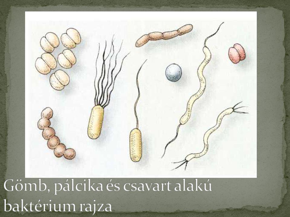 Gömb, pálcika és csavart alakú baktérium rajza