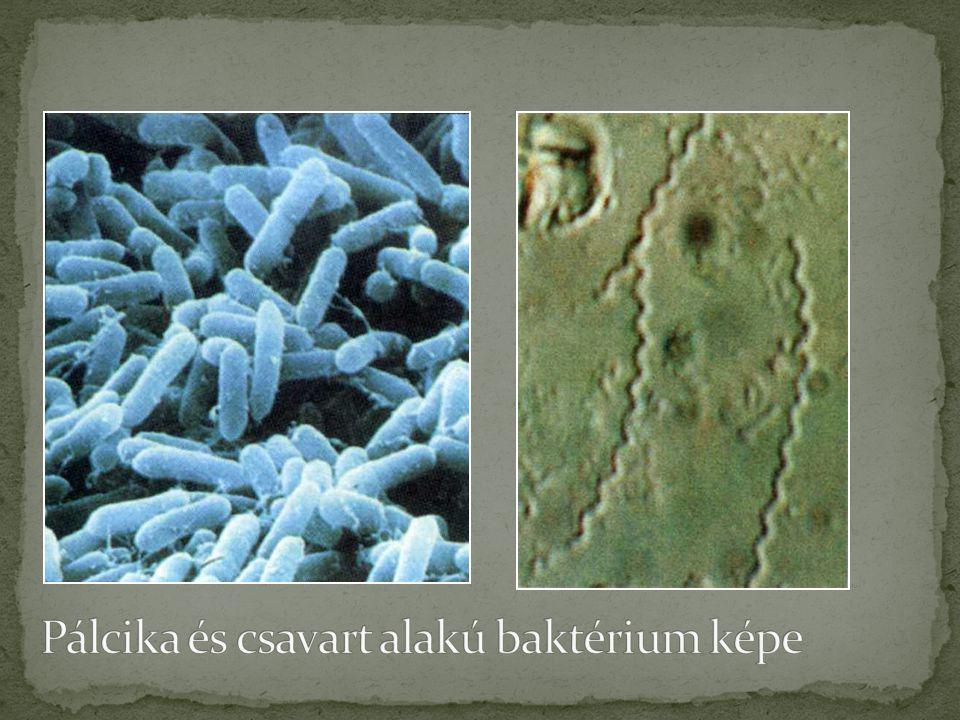 Pálcika és csavart alakú baktérium képe