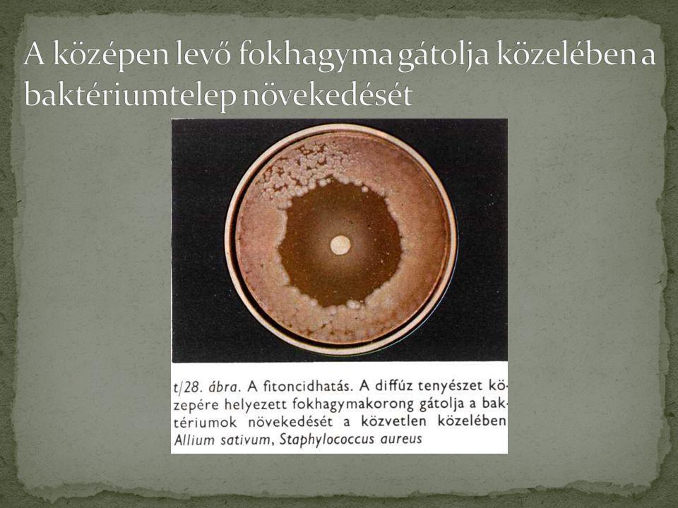 A középen levő fokhagyma gátolja közelében a baktériumtelep növekedését