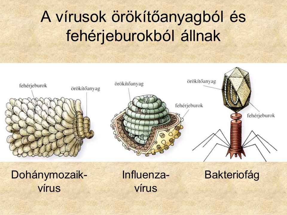 A vírusok örökítőanyagból és fehérjeburokból állnak