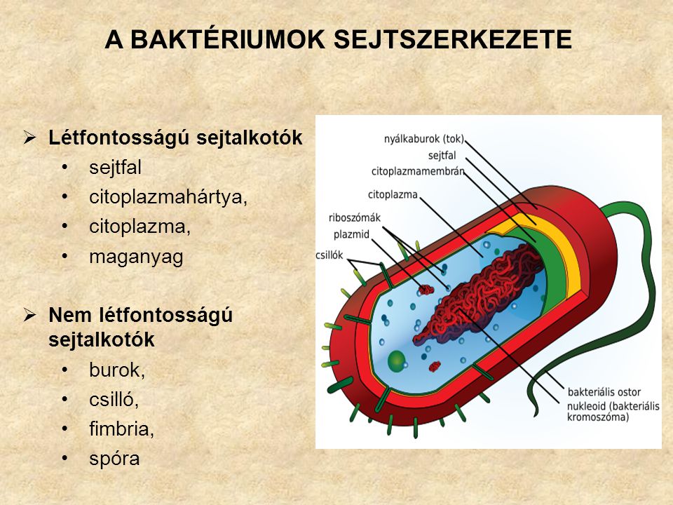 a baktériumok sejtszerkezete képek a helmintférgekről