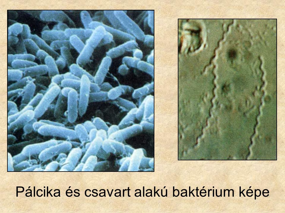 Pálcika és csavart alakú baktérium képe