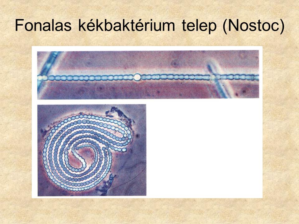 Fonalas kékbaktérium telep (Nostoc)