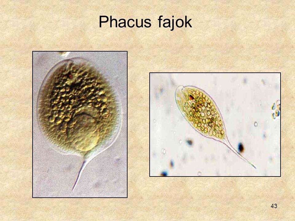 Phacus fajok