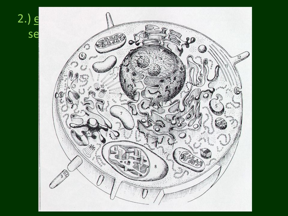 2.) előfordulás: minden növényi eukarióta sejtben