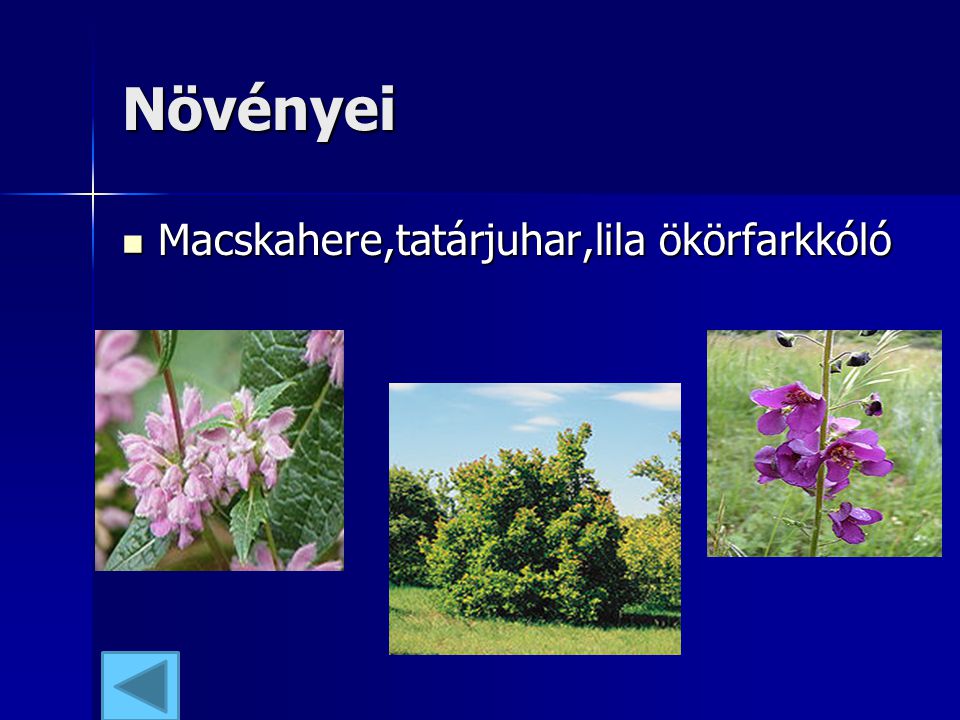Növényei Macskahere,tatárjuhar,lila ökörfarkkóló