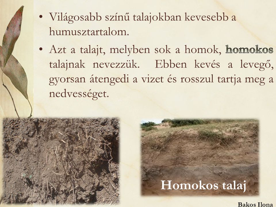 Homokos talaj Világosabb színű talajokban kevesebb a humusztartalom.