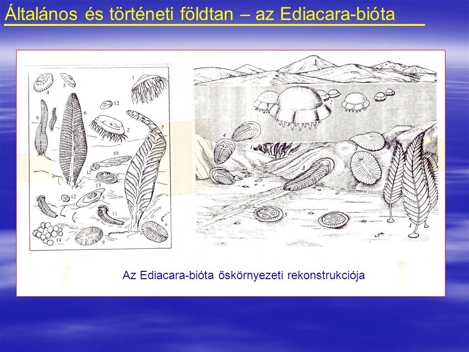 Általános és történeti földtan – az Ediacara-bióta
