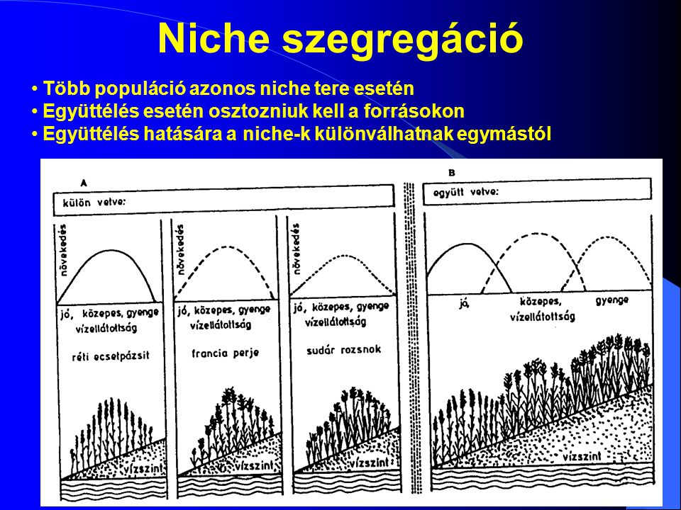 Niche szegregáció Több populáció azonos niche tere esetén
