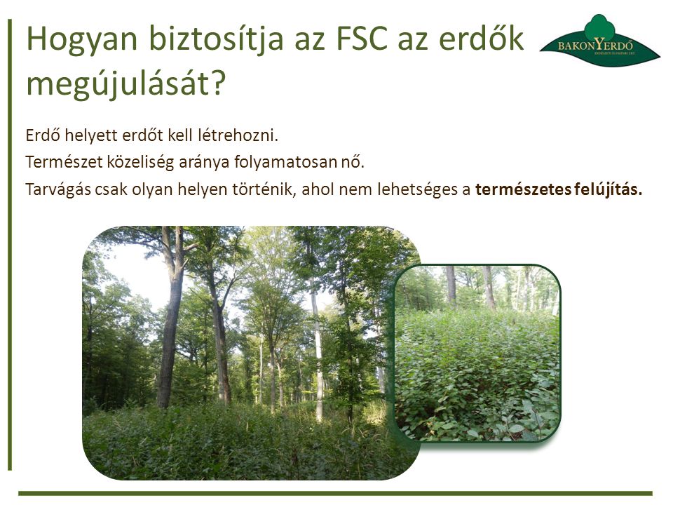 Hogyan biztosítja az FSC az erdők megújulását