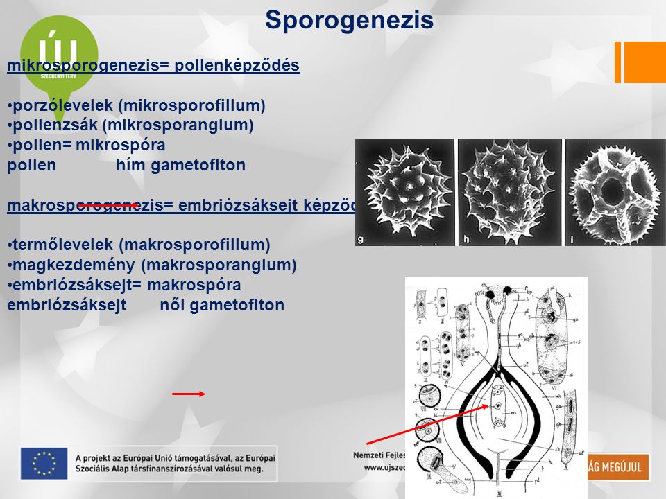 Sporogenezis mikrosporogenezis= pollenképződés